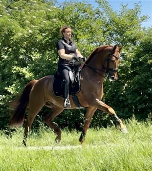 Verkoper dorst Scepticisme Friese paarden te koop - Sporthorses