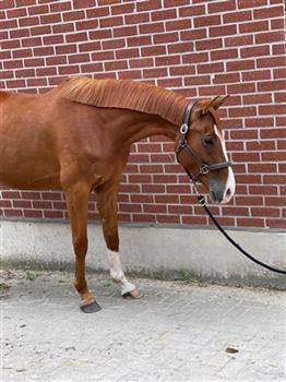 5YO sweet, rideable and talented gelding
