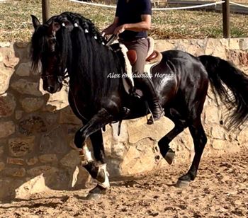 Prachtig Spaans paard/alta escuela